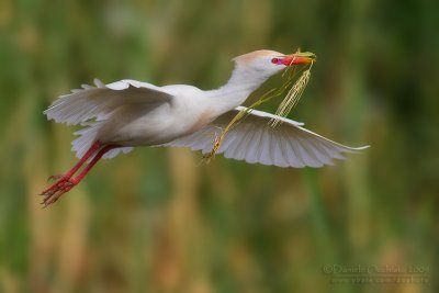 Cattle Egret (Bubulcus ibis)