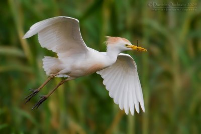 Cattle Egret (Bubulcus ibis)