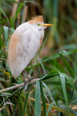 Cattle Egret (Bubulcus ibis)