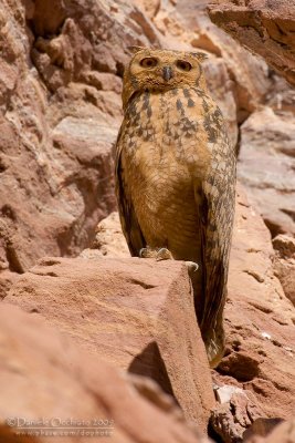 Pharoah Eagle Owl (Bubo ascalaphus)