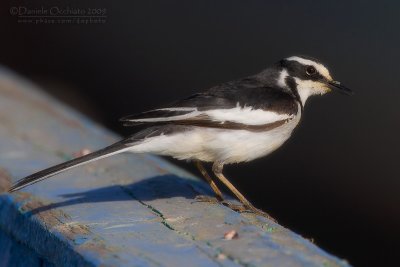 African Pied Wagtail (Motacilla aguimp)