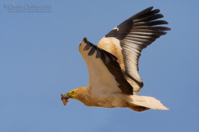 Egyptian Vulture (Neophron percnopterus)