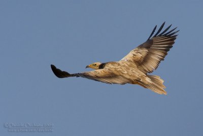 Egyptian Vulture (Neophron percnopterus)