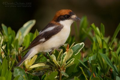 Woodchat Shrike (Lanius senator)