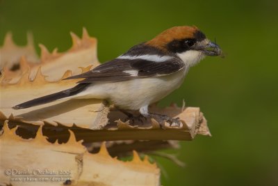 Woodchat Shrike (Lanius senator)