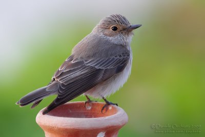 Spotted Flycatcher (Muscicapa striata)