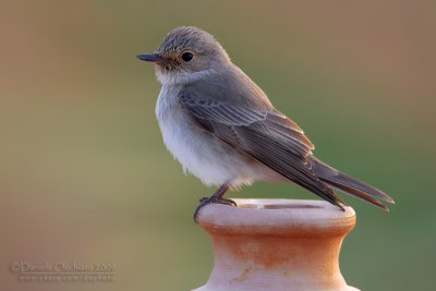 Spotted Flycatcher (Muscicapa striata)