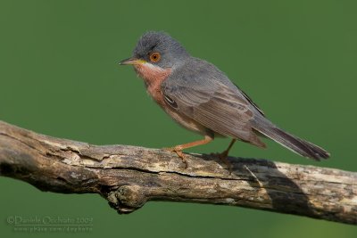 Moltoni's Warbler (Sylvia subalpina)