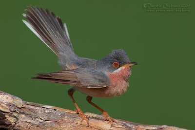 Moltoni's Warbler (Sylvia subalpina)