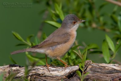 Moltoni's Warbler (Sylvia subalpina)