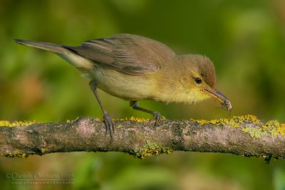 Melodious Warbler (Hippolais polyglotta)