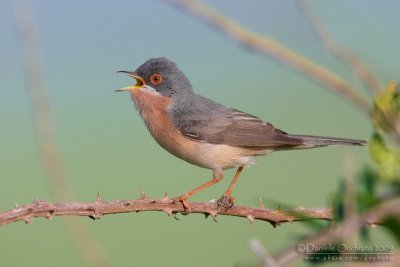 Moltoni's Warbler (Sylvia subalpina)