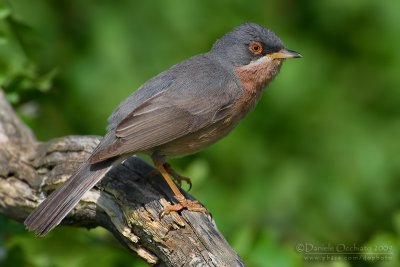 Moltoni's Warbler (Sylvia subalpina)