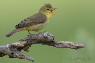 Melodious Warbler (Hippolais polyglotta)