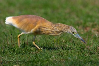 Squacco Heron (Ardeola ralloides)