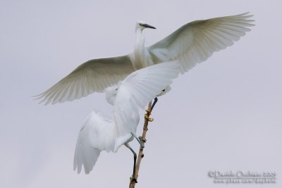 Little Egret (Egretta garzetta)