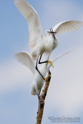 Little Egret (Egretta garzetta)