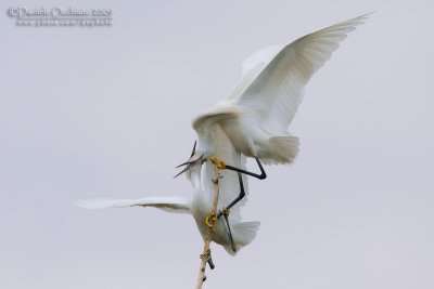 Little Egret (Egretta garzetta)