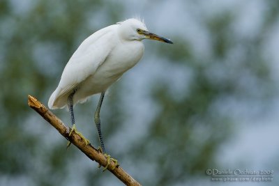 Little Egret (Egretta garzetta)