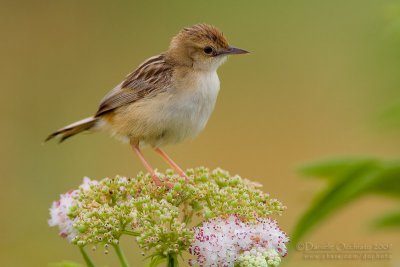 Zitting Cisticola (Cisticola juncidis)