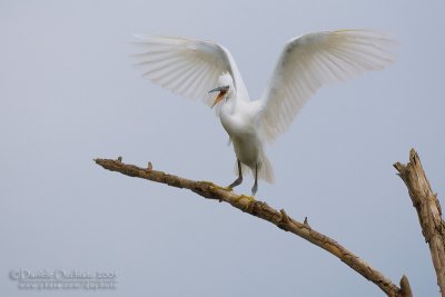 Little Egret (Egretta garzetta)