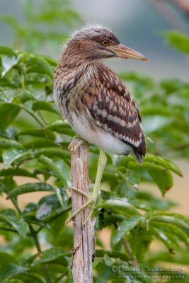 Night Heron (Nycticorax nycticorax)