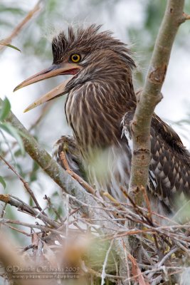 Night Heron (Nycticorax nycticorax)