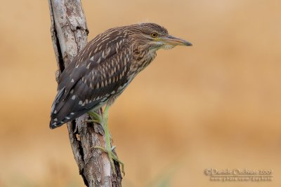 Night Heron (Nycticorax nycticorax)