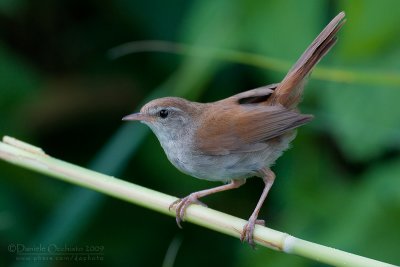 Cetti's Warbler (Cettia cetti)