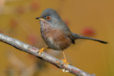 Dartford Warbler (Sylvia undata)