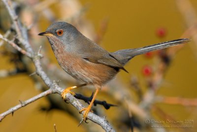 Dartford Warbler (Sylvia undata)