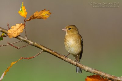 Chaffinch (Fringilla coelebs)