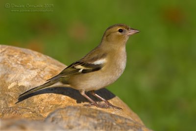 Chaffinch (Fringilla coelebs)