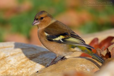 Chaffinch (Fringilla coelebs)