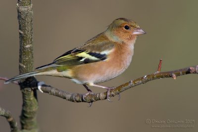 Chaffinch (Fringilla coelebs)