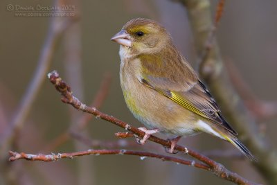 Eurasian Greenfinch (Carduelis chloris)