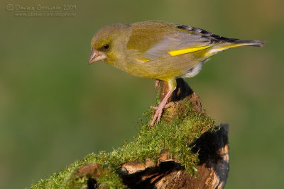 Eurasian Greenfinch (Carduelis chloris)