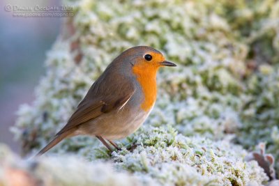 Eurasian Robin (Erithacus rubecula)