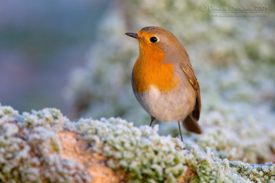 Eurasian Robin (Erithacus rubecula)