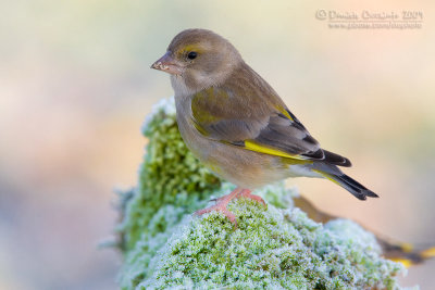 Eurasian Greenfinch (Carduelis chloris)