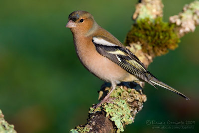 Chaffinch (Fringilla coelebs)