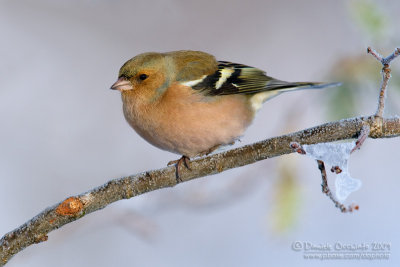 Chaffinch (Fringilla coelebs)