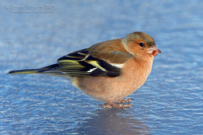 Chaffinch (Fringilla coelebs)