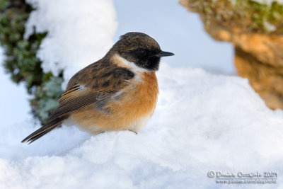 European Stonechat (Saxicola rubicola)