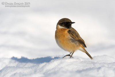 European Stonechat (Saxicola rubicola)