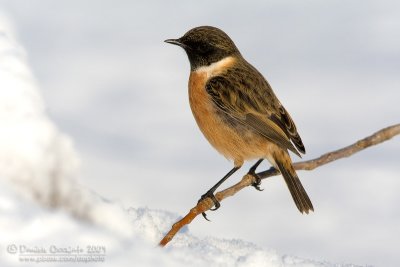 European Stonechat (Saxicola rubicola)