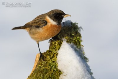 European Stonechat (Saxicola rubicola)