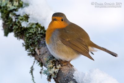 European Robin (Erithacus rubecula)