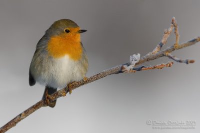 European Robin (Erithacus rubecula)