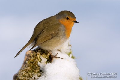 European Robin (Erithacus rubecula)